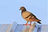 Rock Pigeon